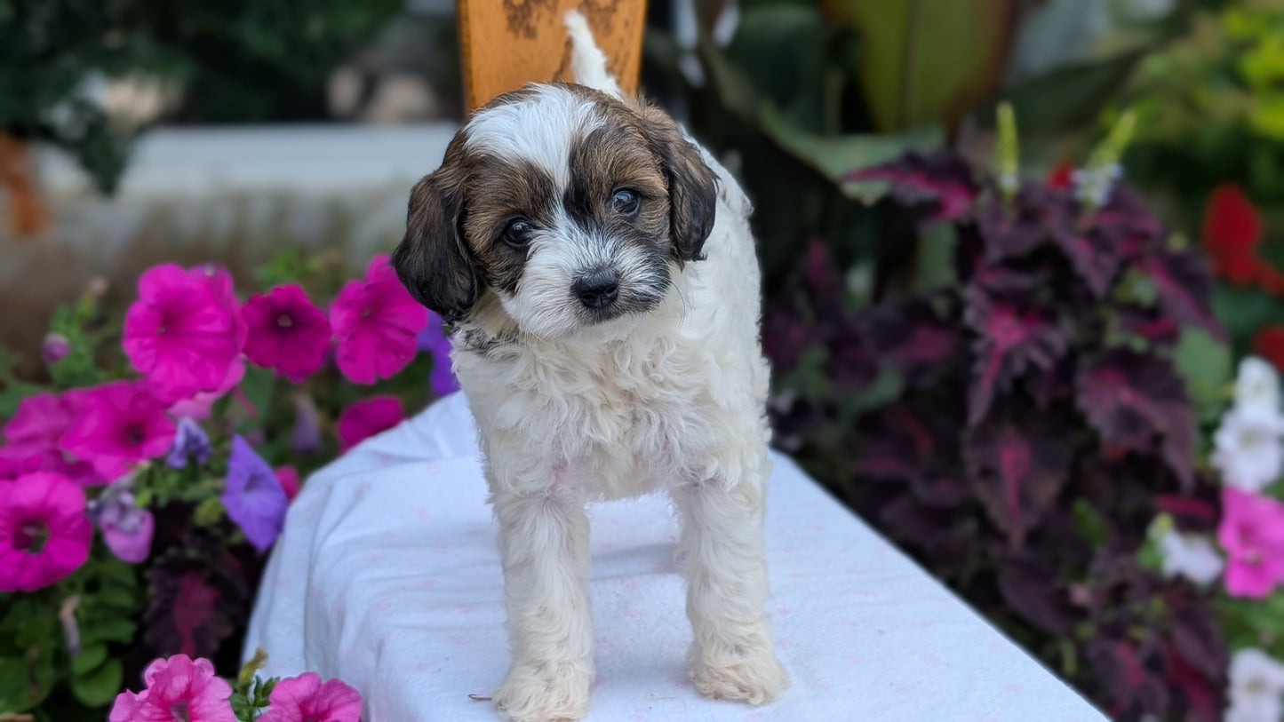 MALTIPOO (JUN 11) FEMALE