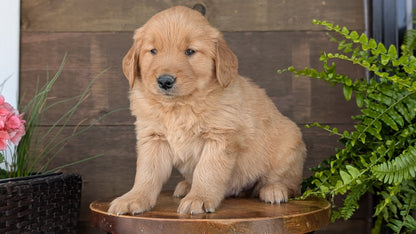 GOLDEN RETRIEVER (MAR 27) MALES