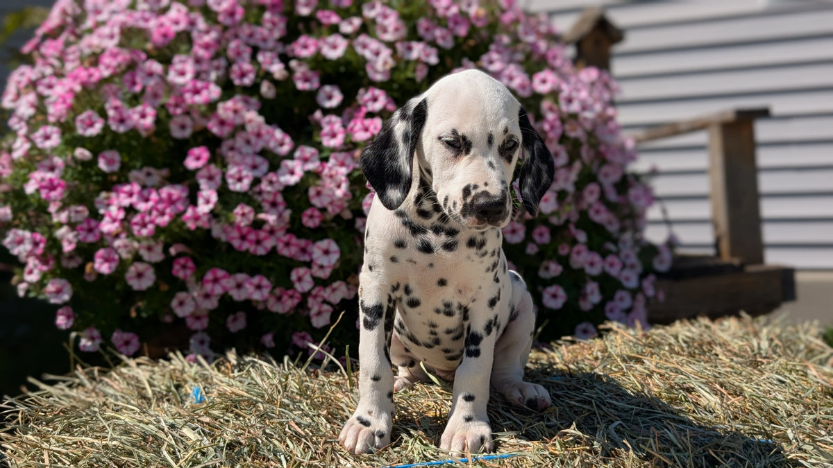 DALMATIAN (JUN 29) FEMALES
