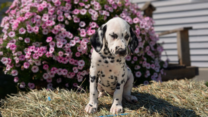 DALMATIAN (JUN 29) FEMALES