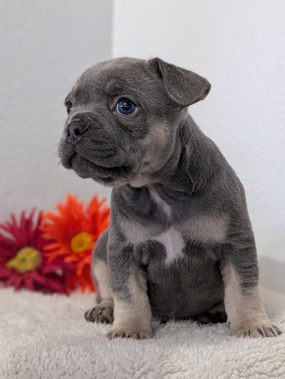 FRENCH BULLDOG (FEB 21) MALES