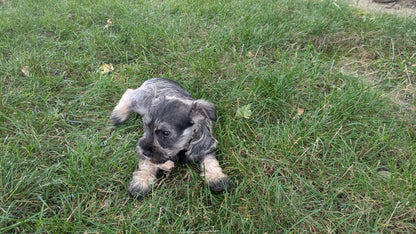 MINI SCHNAUZER (07/15) FEMALE