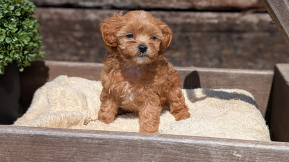 CAVAPOO (MAY 12) MALES