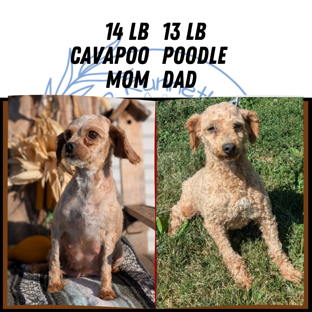 CAVAPOO (OCT 02) FEMALE