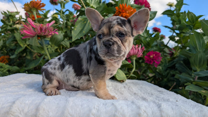 FRENCH BULLDOG (07/08) FEMALE