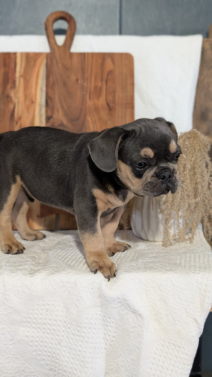 FRENCH BULLDOG (05/23) MALE