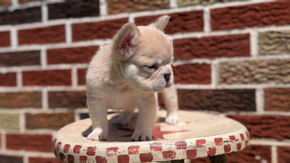 FRENCH BULLDOG (MAR 09) FEMALES