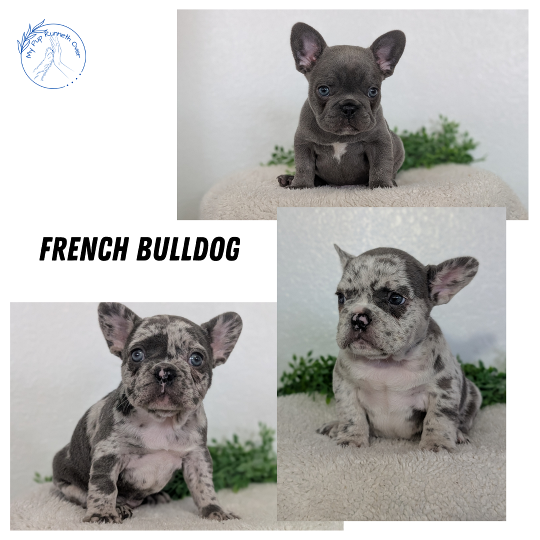 FRENCH BULLDOG (FEB 16) FEMALES