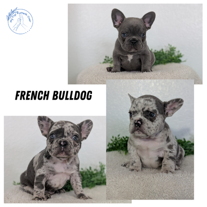 FRENCH BULLDOG (FEB 16) FEMALES