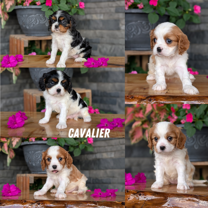 CAVALIER (JUL 18) 3 FEMALES/2 MALES