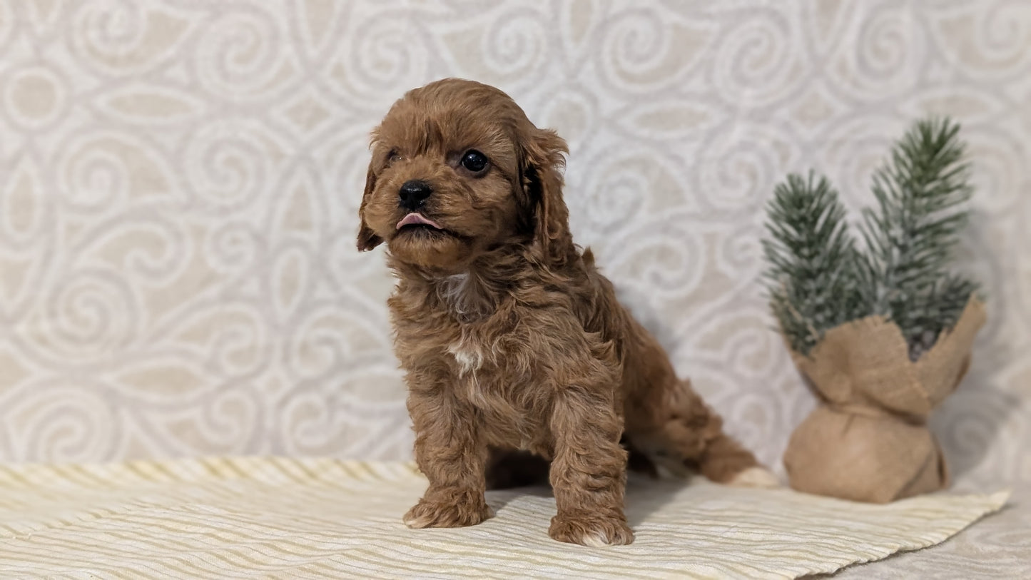 CAVAPOO (JAN 29) MALES