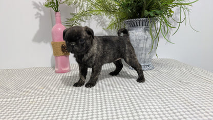 PUG (02/04) FEMALE