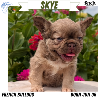 FRENCH BULLDOG (JUN 06) FEMALES