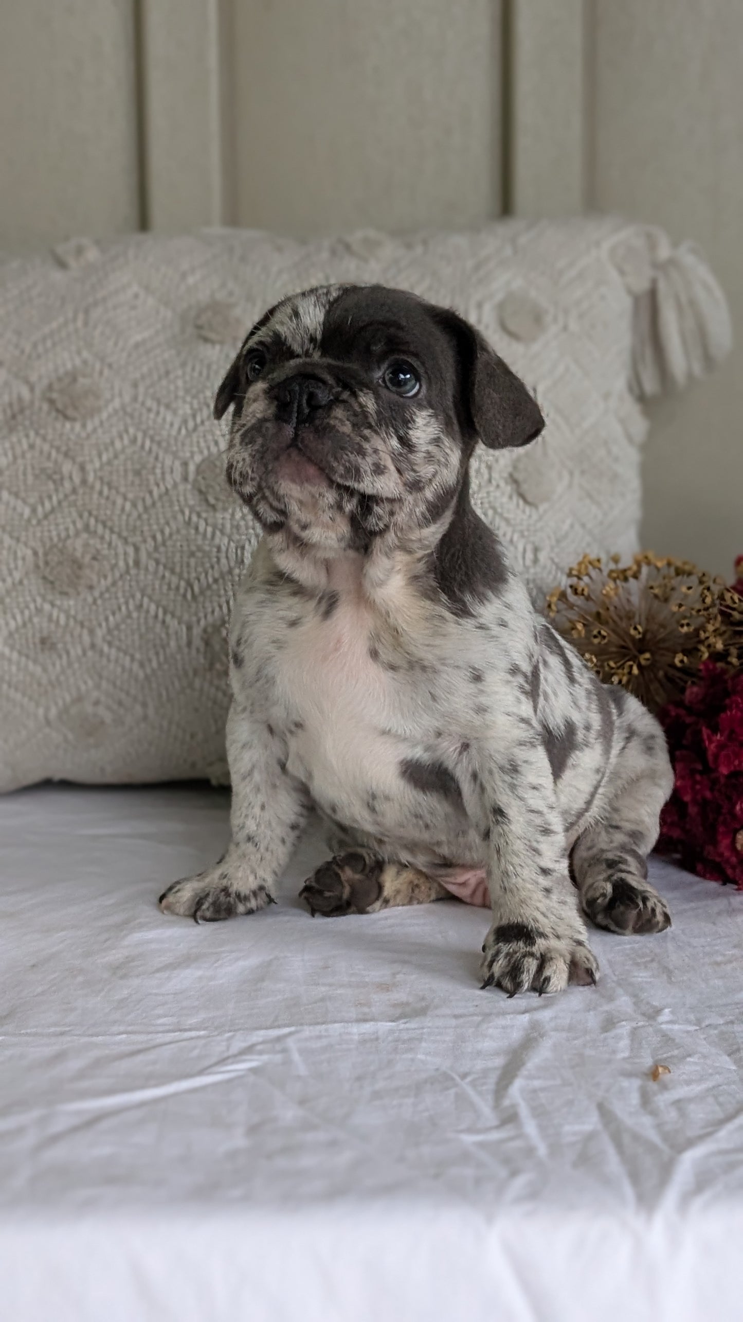 FRENCH BULLDOG (MAY 27) MALES