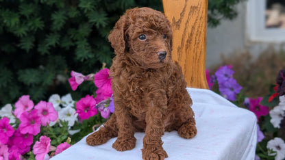 TOY POODLE (JUN 17) MALES