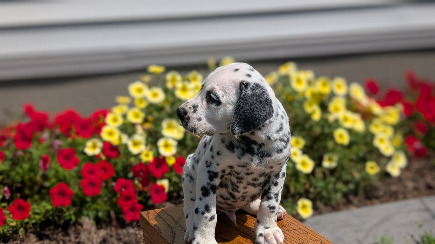 DALMATIAN (JUN 29) MALES