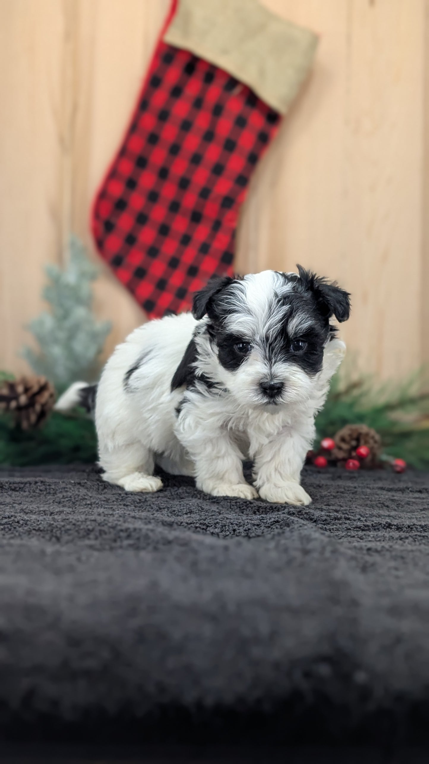 HAVANESE (OCT 25) MALES