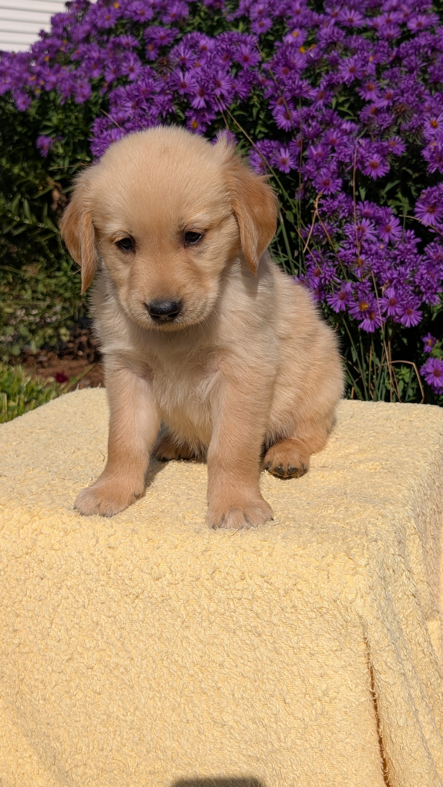 GOLDEN RETRIEVER (08/14) MALE