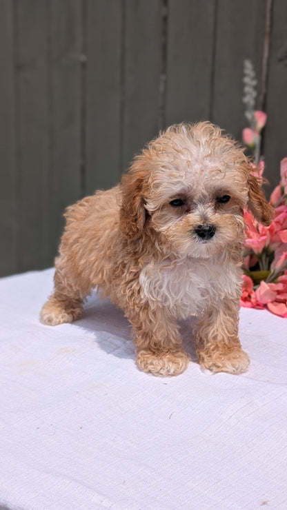 MINI POODLE (MAY 12) MALES