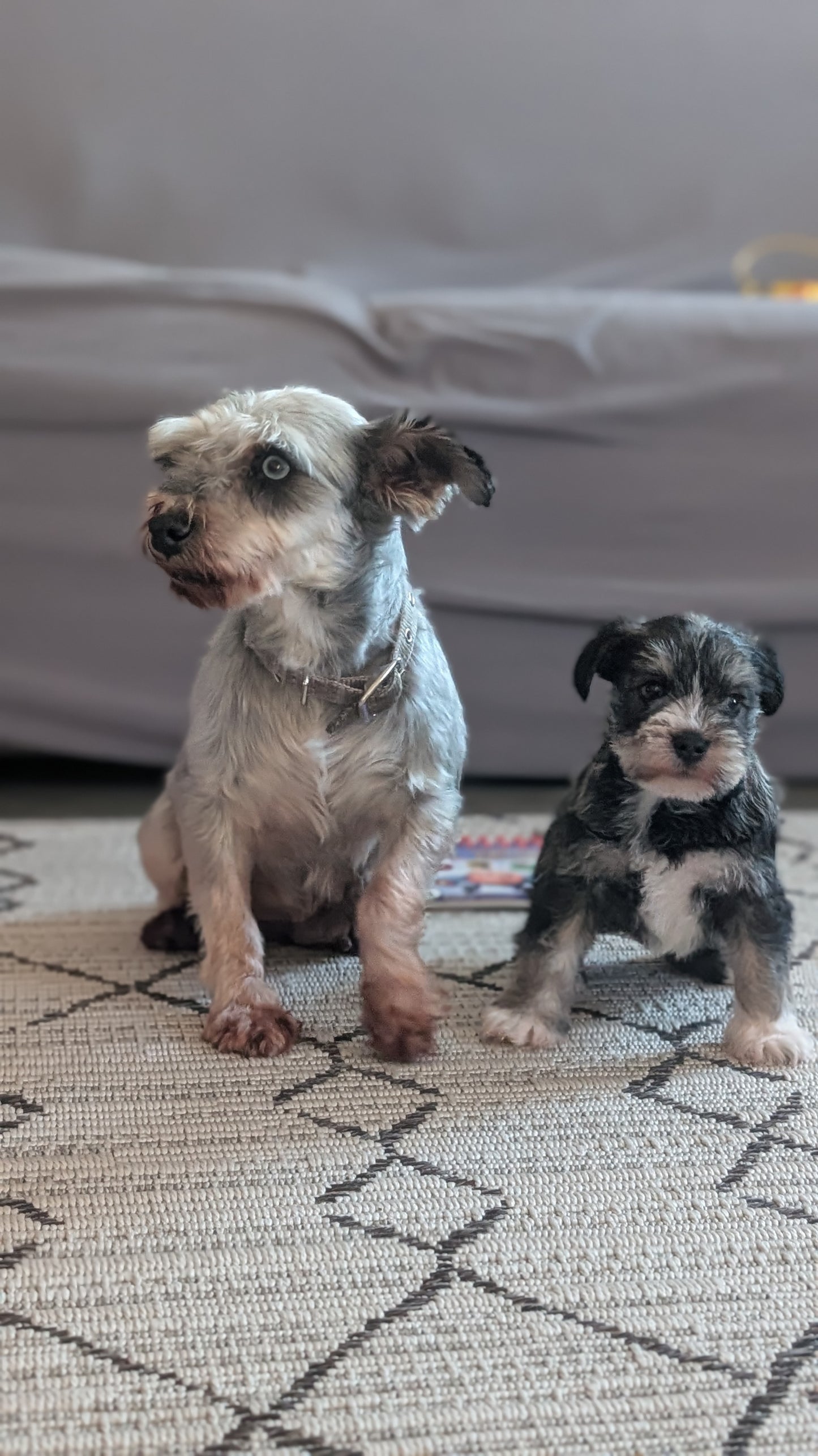 MINI SCHNAUZER (OCT 27) FEMALE