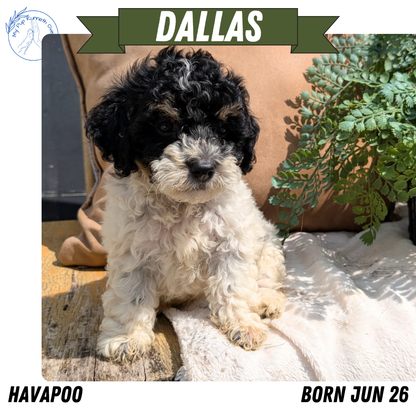 HAVAPOO (06/26) MALE