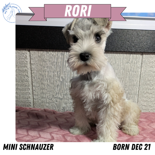 MINI SCHNAUZER (12/21) FEMALE
