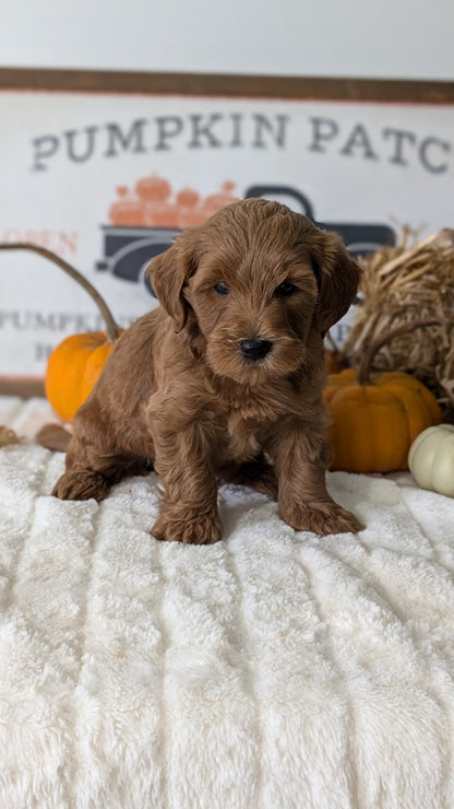 MINI GOLDENDOODLE (AUG 13) 6 MALES/3 FEMALES