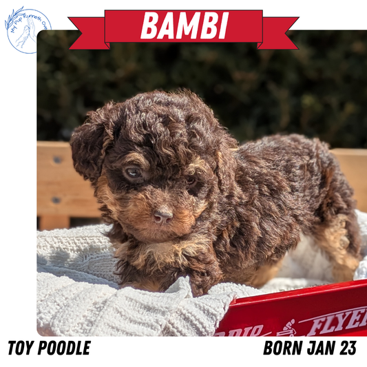 TOY POODLE (01/23) FEMALE