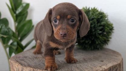 MINI DACHSHUND (09/22) MALE