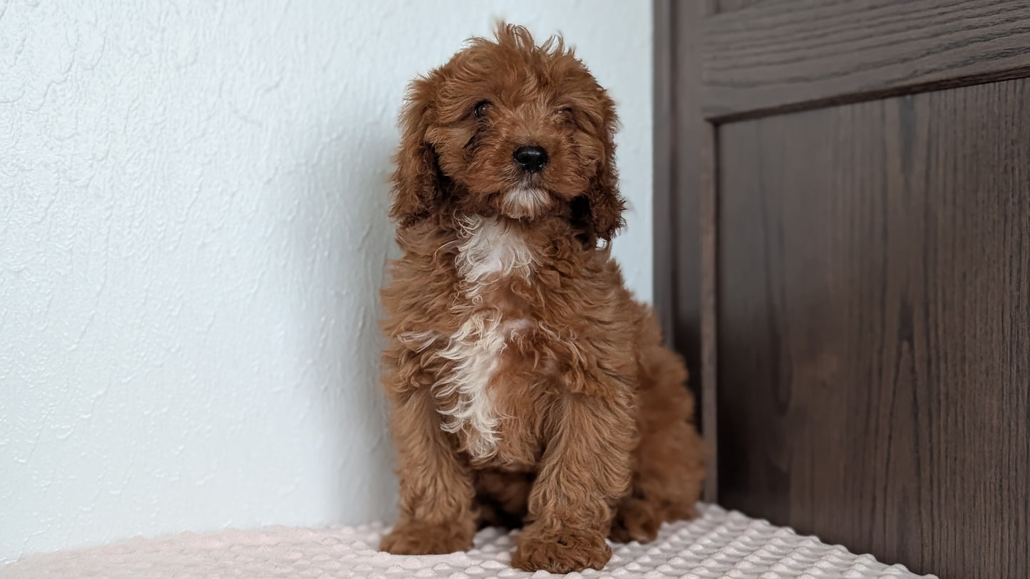 CAVAPOO (DEC 26) MALES