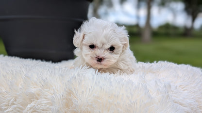MALTESE (MAY 11) MALES