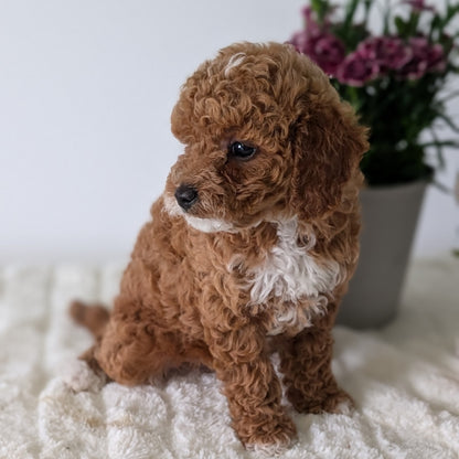 MINI GOLDENDOODLE (MAR 13) FEMALES
