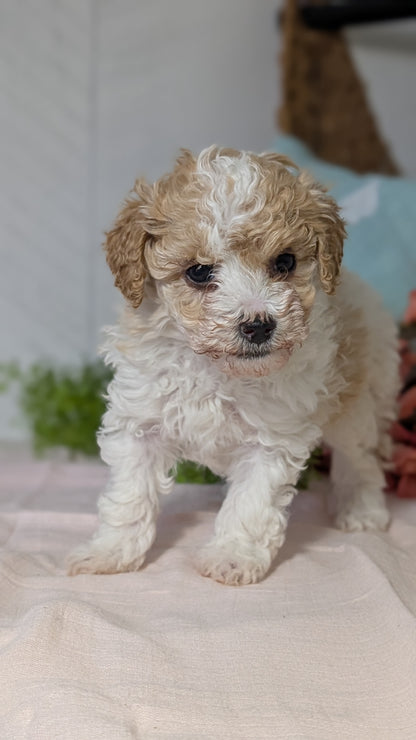 MINI POODLE (DEC 04) FEMALE