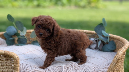 MINI POODLE (MAY 20) MALES