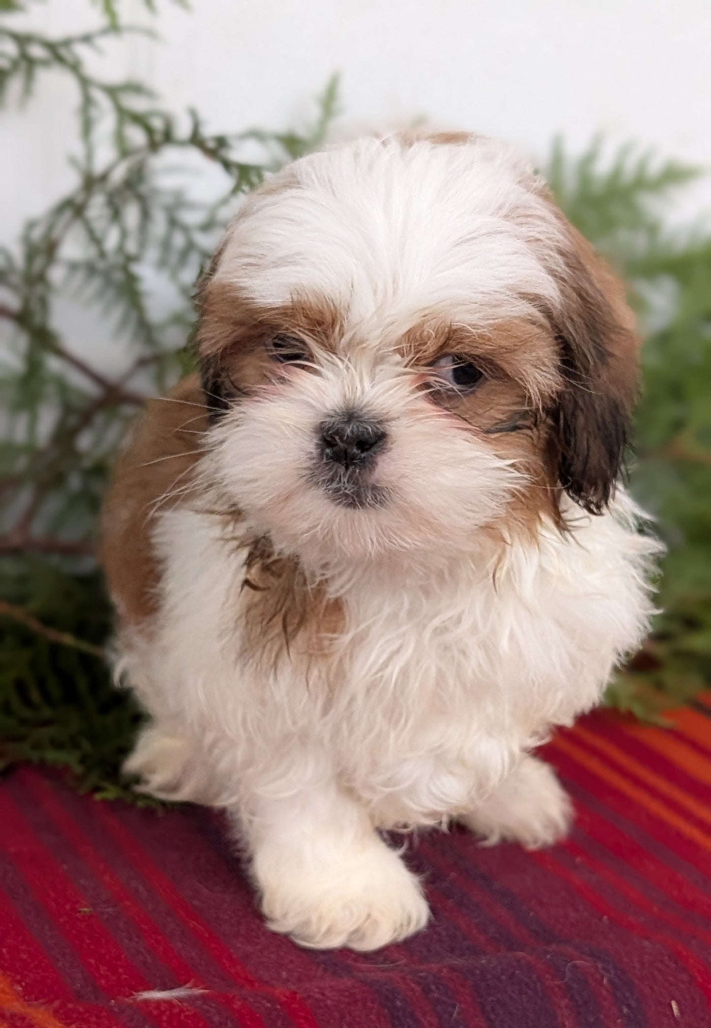 SHIH TZU (SEP 30) MALES