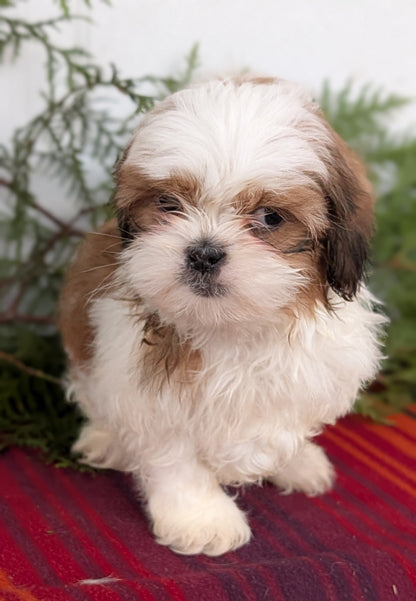 SHIH TZU (SEP 30) MALES