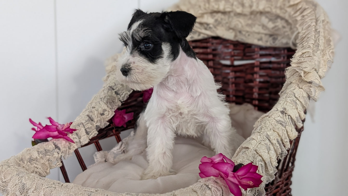 MINI SCHNAUZER (JAN 10) FEMALES