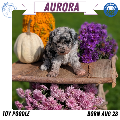 TOY POODLE (08/28) FEMALE