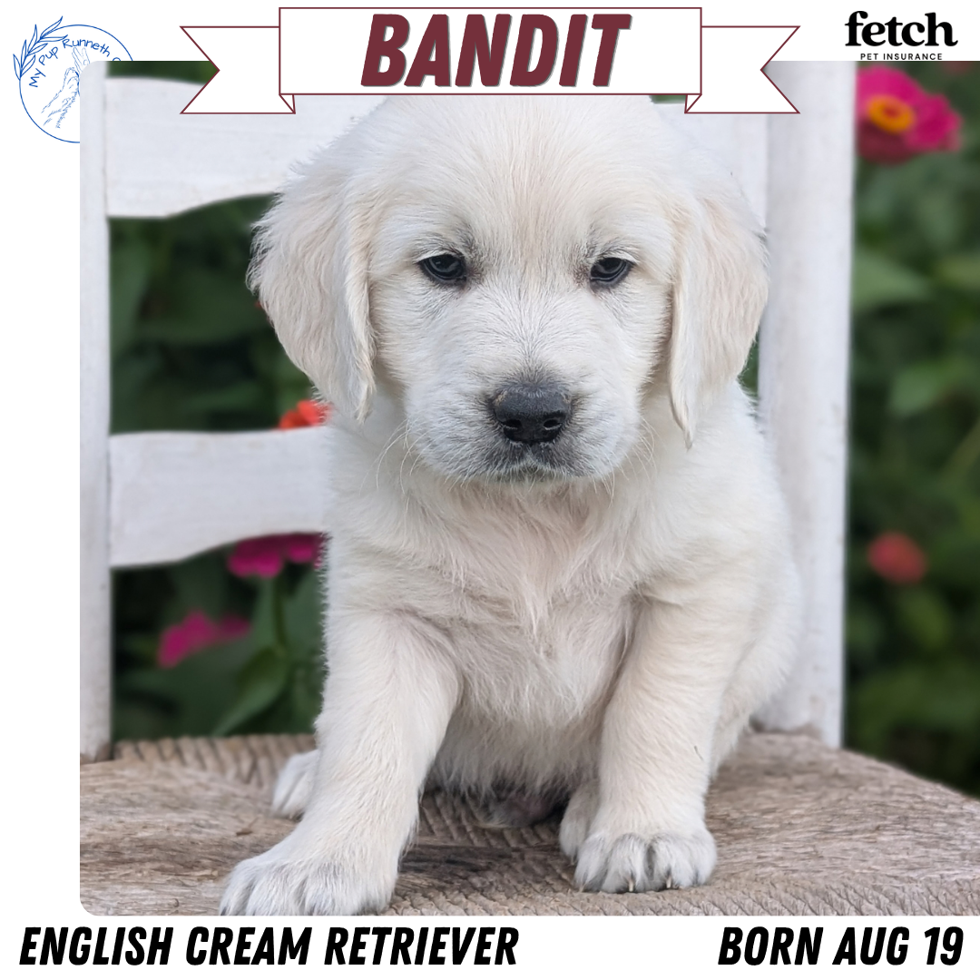 ENGLISH CREAM RETRIEVER (AUG 19) 3 MALES/4 FEMALES