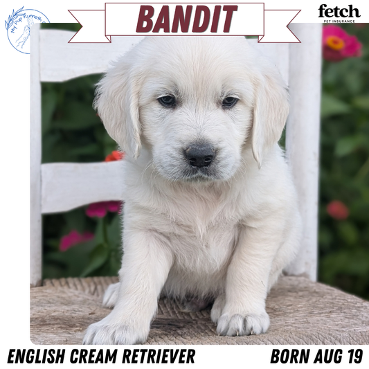 ENGLISH CREAM RETRIEVER (AUG 19) 3 MALES/4 FEMALES