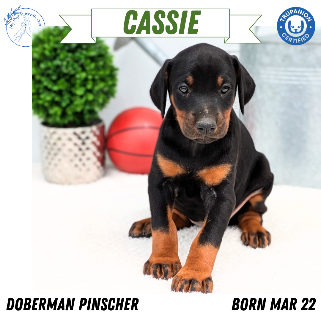 DOBERMAN PINSCHER (03/22) FEMALE