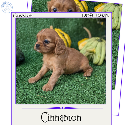 CAVALIER (08/12) FEMALE