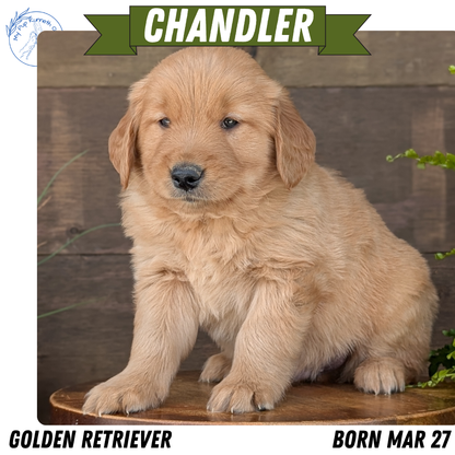 GOLDEN RETRIEVER (MAR 27) MALES