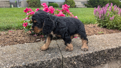 COCKER SPANIEL (06/16) FEMALE
