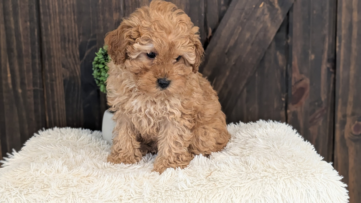 TOY POODLE (DEC 25) MALE