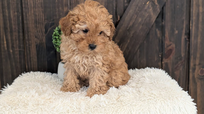 TOY POODLE (DEC 25) MALE
