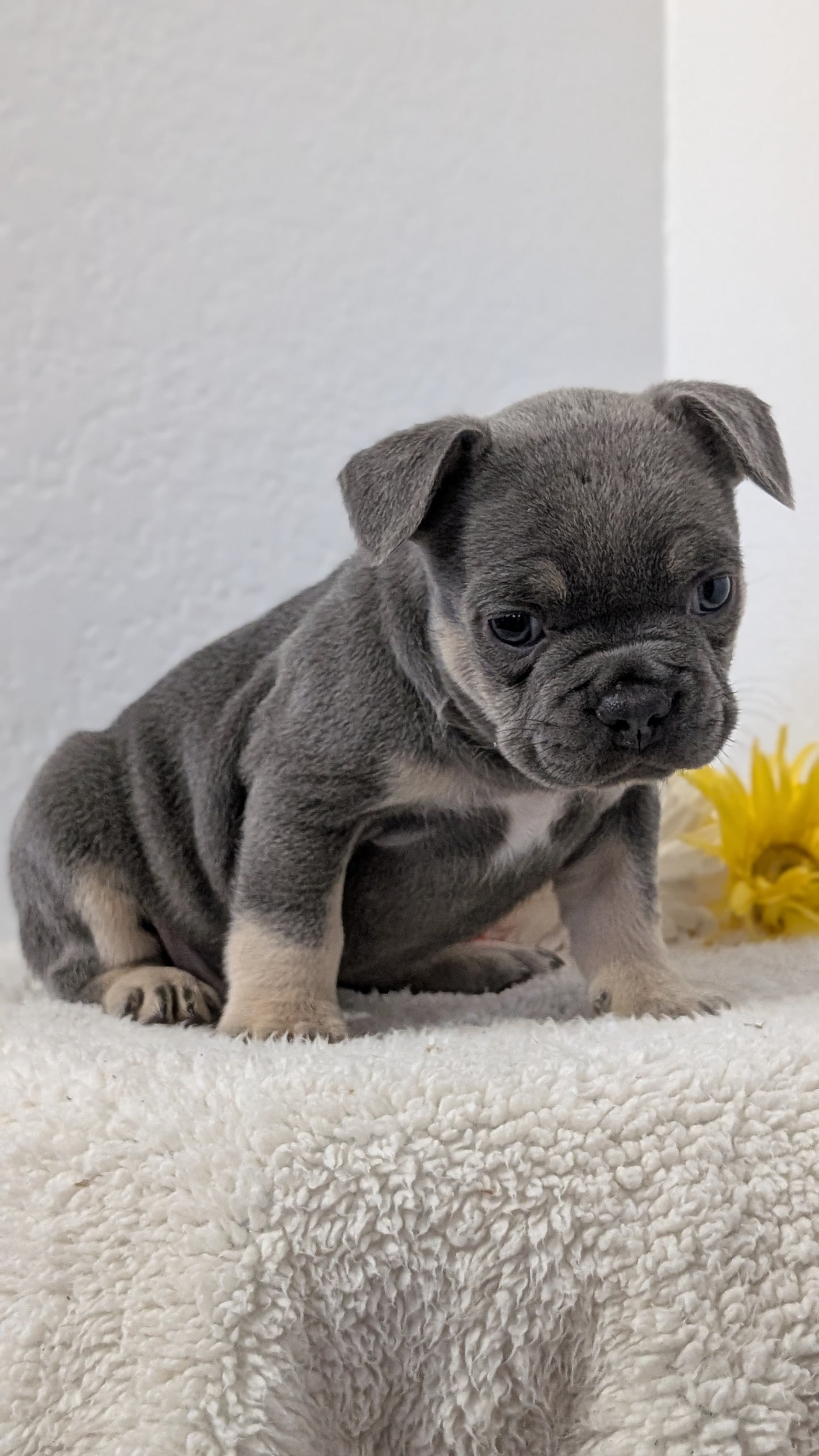 FRENCH BULLDOG (FEB 21) MALES
