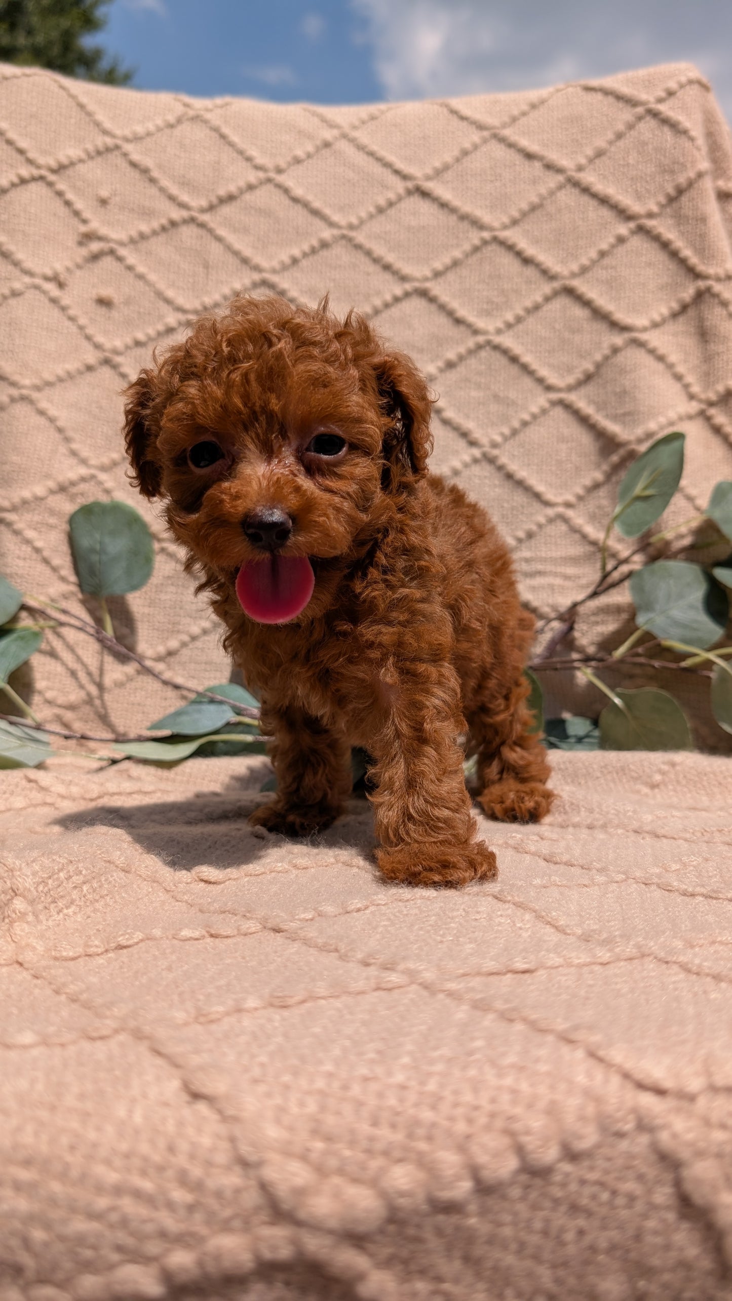 COCKAPOO (05/31) FEMALE