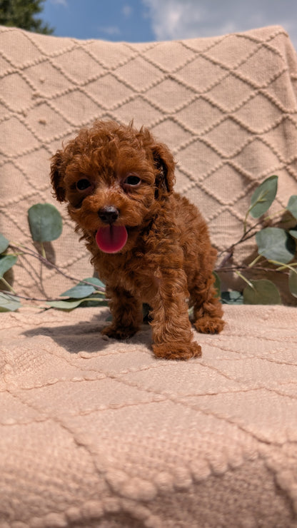 COCKAPOO (05/31) FEMALE