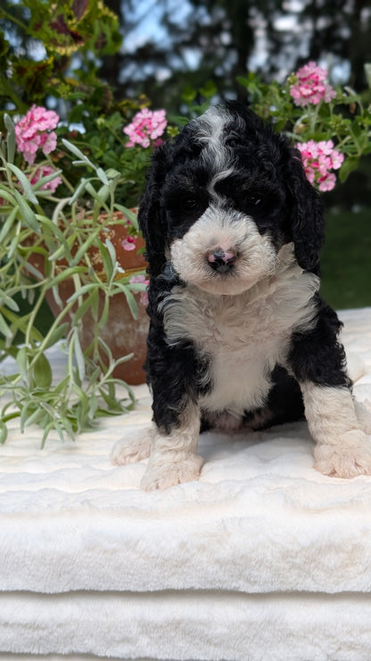 MINI BERNEDOODLE (06/11) FEMALE